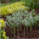 Neysastore Umbrella Plant- Cyperus Alternifolius- 100 Seeds