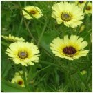 Neysastore Umbrella Milkwort- Tolpis Barbata -100 Seeds