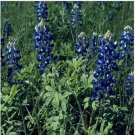 Neysastore Texas Bluebonnet- 100 Seeds