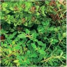 Neysastore Thyme- Thymus Vulgaris- 200 Seed