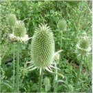 Neysastore Teasel- Dipsacus Sativus - 50 Seeds