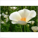 Neysastore Poppy- White Linen- 100 Seeds