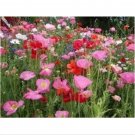 Neysastore Poppy- Shirley Mix- 1000 Seeds