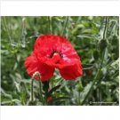Neysastore Poppy- Shirley Red- 1000 Seeds