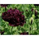 Neysastore Poppy- Double Black- 500 seeds