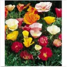 Neysastore Poppy- California Mix- 500 seeds