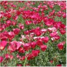 Neysastore Poppy- Carmine King- 500 Seeds