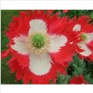 Neysastore Poppy- Danish Flag Queens- 500 Seeds