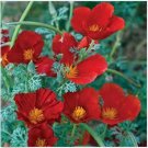 Neysastore Poppy- Red Chief- (Eschscholzia Californica)- 500 Seeds