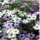 Neysastore Swan River Daisy-Brachycome Iberidifolia- 100 Seeds