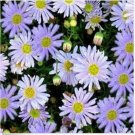 Neysastore Swan River Daisy- White-Brachycome Iberidifolia- 100 Seeds
