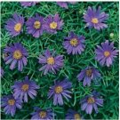 Neysastore Swan River Daisy- Blue-Brachycome Iberidifolia- 100 Seeds
