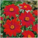 Neysastore Sunflower- Mexican- Red- 50 Seeds
