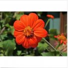 Neysastore Sunflower- Mexican- Orange- 100 Seeds