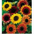 Neysastore Sunflower- Autumn Beauty Mix- 100 Seeds