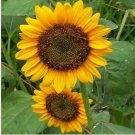 Neysastore Sunflower- Dwarf Sunspot- 100 Seeds