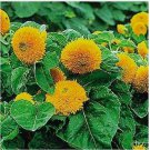 Neysastore Sunflower-Teddy Bear (Dwarf Sungold)- 100 Seeds
