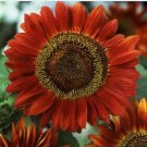 Neysastore Sunflower- Red Sun- 100 Seeds