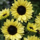 Neysastore Sunflower- Moonshine- 100 Seeds
