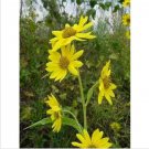 Neysastore Sunflower- Maximilian- 100 Seeds