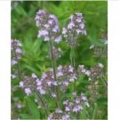 Neysastore Summer Savory-Satureja Hortensis-200 Seeds