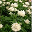 Neysastore Strawflower- Helichrysum Bracteatum- White- 200 Seeds