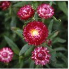 Neysastore Strawflower- Helichrysum Bracteatum- Purple Red- 200 Seeds