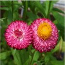 Neysastore Strawflower- Helichrysum Bracteatum- Rose- 200 Seeds