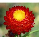 Neysastore Strawflower- Helichrysum Bracteatum- Fireball scarlet- 200 Seeds