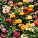 Neysastore Strawflower- Helichrysum Bracteatum- Tom Thumb Dwarf- 200 Seeds