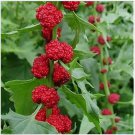 Neysastore Strawberry Spinach (Chenopodium Foliosum)- 100 seeds
