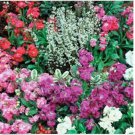 Neysastore Stock- Matthiola Incana Ten Week Mix- 50 Seeds
