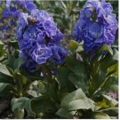 Neysastore Stock- Matthiola Incana Ten Week -Blue- 50 Seeds
