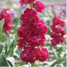 Neysastore Stock- Matthiola Incana Ten Week -Crimson- 50 Seeds