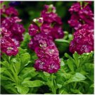 Neysastore Stock- Matthiola Incana Ten Week -Rose- 50 Seeds