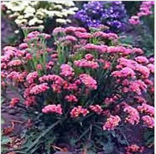 Neysastore Statice (Limonium Sinuatum)- Rose -50 Seeds
