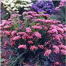 Neysastore Statice (Limonium Sinuatum)- Rose -50 Seeds