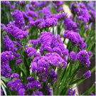 Neysastore Statice (Limonium Sinuatum)- Purple Attraction -50 Seeds