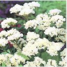 Neysastore Statice (Limonium Sinuatum)- Iceburg White -50 Seeds