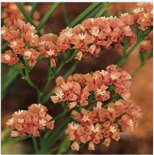 Neysastore Statice (Limonium Sinuatum)- Apricot -50 Seeds