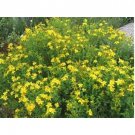 Neysastore St. John's Wort- 250 Seeds