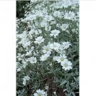 Neysastore Snow in Summer (Cerastium Tomentosum)-200 seeds