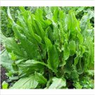 Neysastore Sorrel (Rumex Acetosa)- 200 seeds