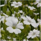 Neysastore Soapwort-Saponaria Vaccaria -Alba-white- 50 Seeds