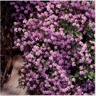 Neysastore Soapwort-Saponaria Vaccaria -Pink Beauty- 100 Seeds
