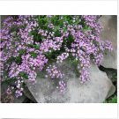 Neysastore Soapwort-Saponaria Ocymoides Rose-pink- 200 Seeds