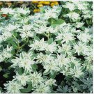 Neysastore Snow on the Mountain-Euphorbia Marginata- 25 seeds