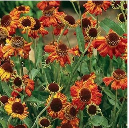 Neysastore neezeweed Autumnale (Helenium )- 50 seeds