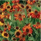 Neysastore neezeweed Autumnale (Helenium )- 50 seeds