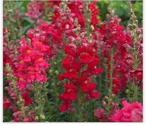 Snapdragon- Ruby- 200 seeds
